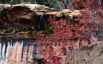 Картинка природа лес