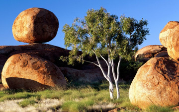 Картинка природа деревья