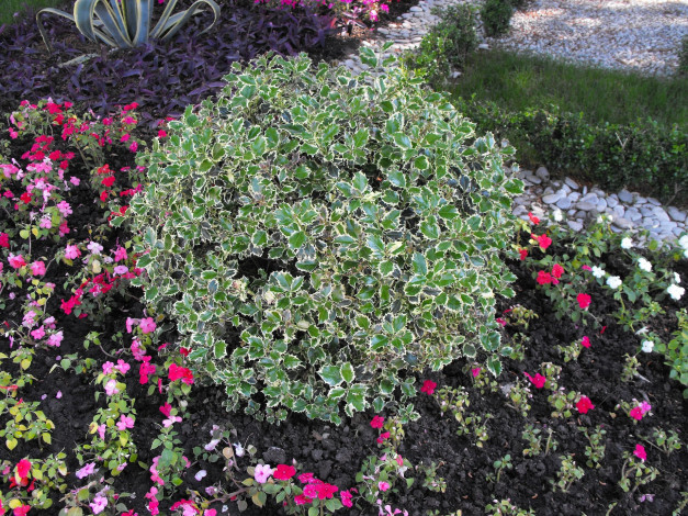 Обои картинки фото геленджик, цветы, разные, вместе