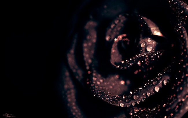 Обои картинки фото цветы, розы