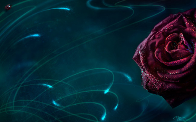 Обои картинки фото цветы, розы