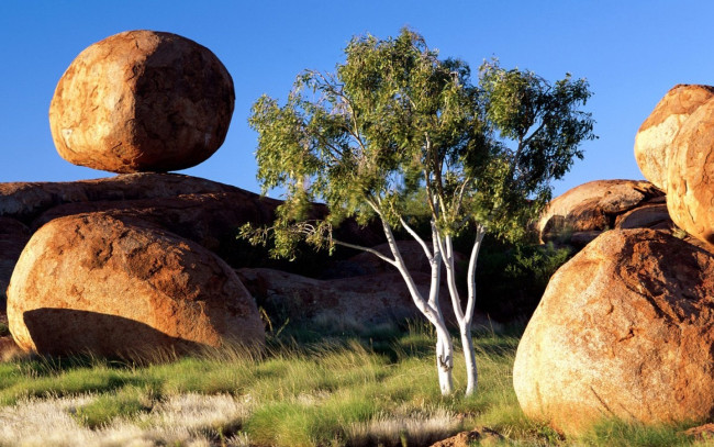 Обои картинки фото природа, деревья