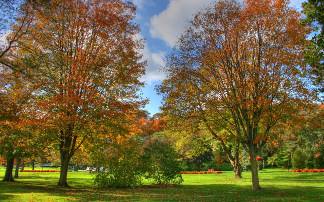 Обои картинки фото природа, деревья