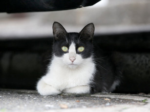 Картинка животные коты