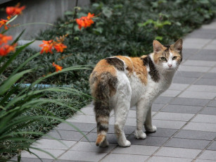 Картинка животные коты