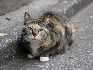 Картинка животные коты