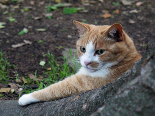 Картинка животные коты