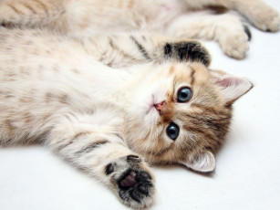 Картинка животные коты