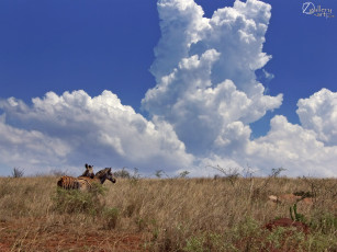 Картинка животные зебры