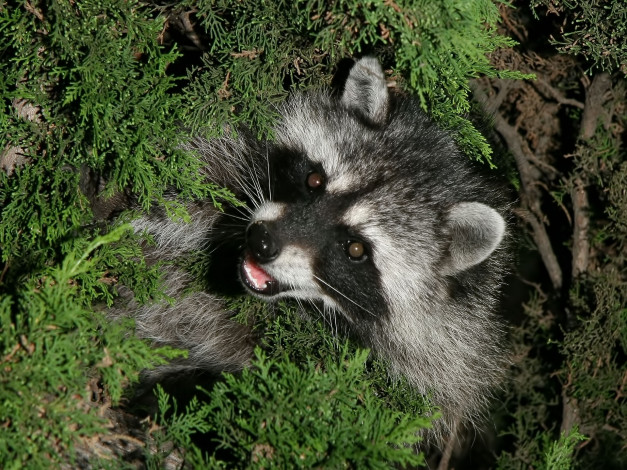 Обои картинки фото животные, еноты