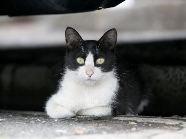 Обои картинки фото животные, коты