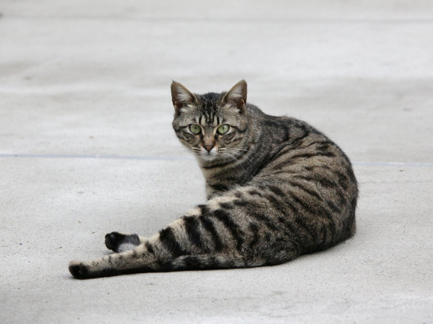 Обои картинки фото животные, коты