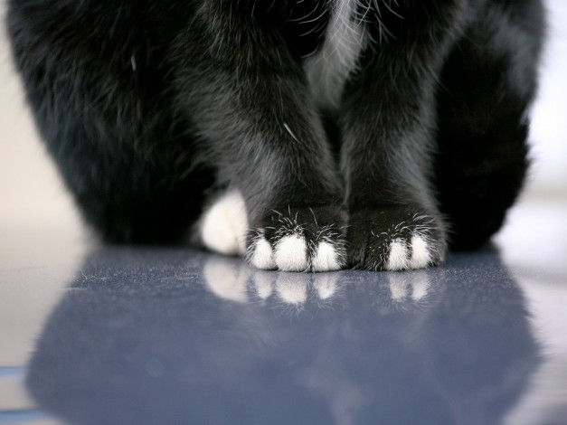 Обои картинки фото животные, коты