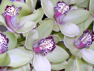 Картинка цветы орхидеи