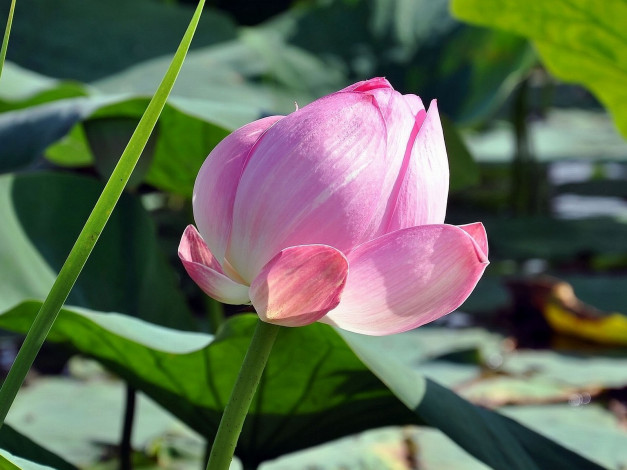 Обои картинки фото цветы, лотосы, бутон, розовый, нежность