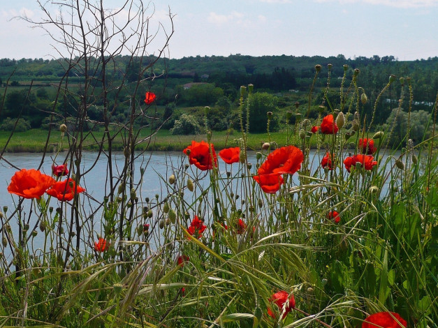 Обои картинки фото цветы, маки