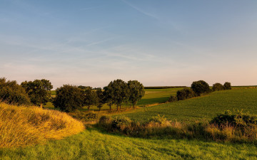 Картинка природа поля пейзаж деревья