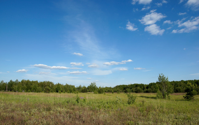 Обои картинки фото природа, луга, поле, лес, деревья, трава, зелень, небо, облака, солнце, лето