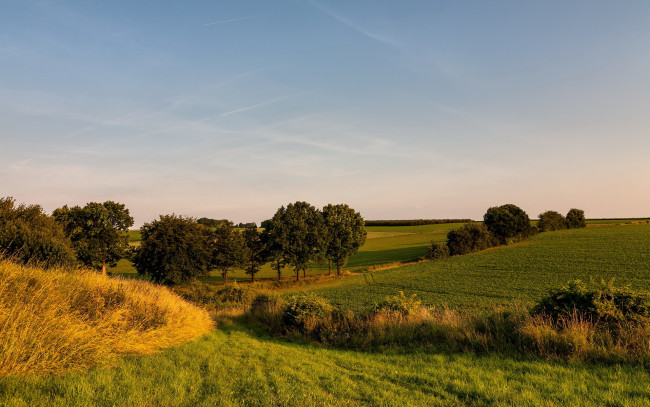 Обои картинки фото природа, поля, пейзаж, деревья