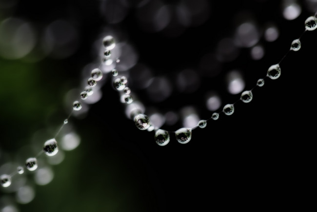 Обои картинки фото природа, макро, паутина, капли