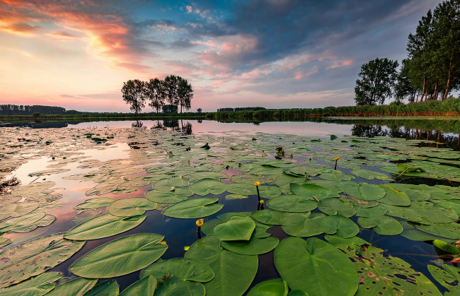 Обои картинки фото природа, реки, озера, река, лес