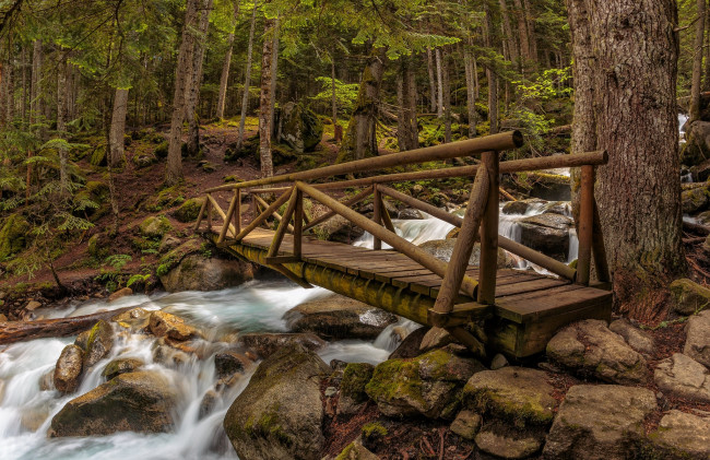 Обои картинки фото природа, реки, озера, река, лес