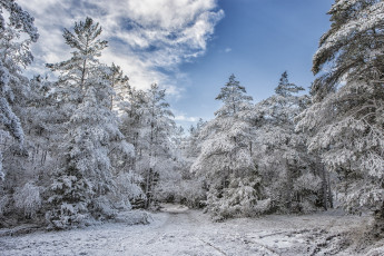 Картинка природа зима снег