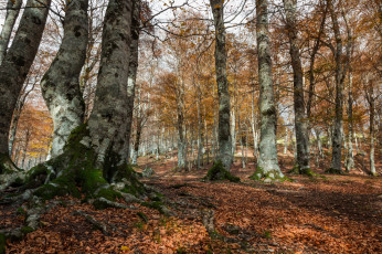 Картинка природа лес деревья