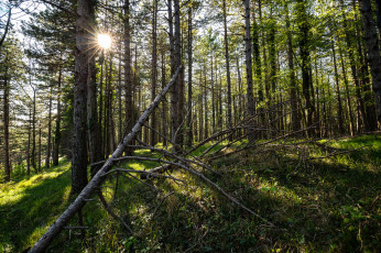 Картинка природа лес деревья