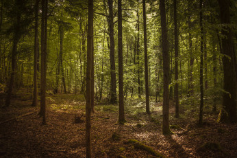 Картинка природа лес деревья