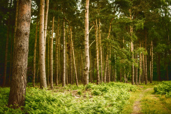 Картинка природа лес деревья