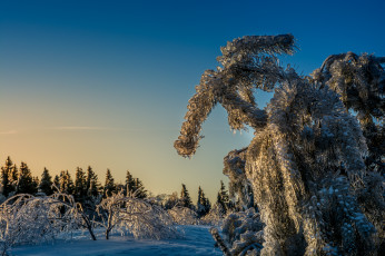 Картинка природа зима снег