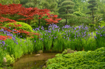 Картинка природа реки озера лес река