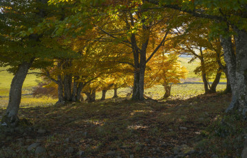 Картинка природа лес деревья