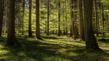 Картинка природа лес деревья