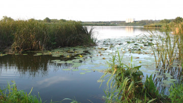 Картинка природа реки озера деревья река закат