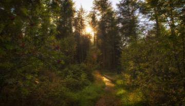 Картинка природа лес деревья