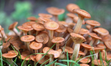 Картинка природа грибы семейка грибная