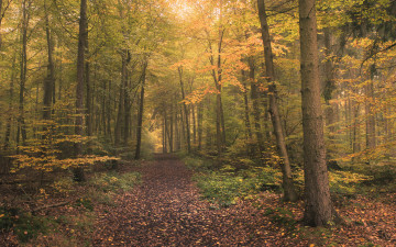 Картинка природа лес деревья