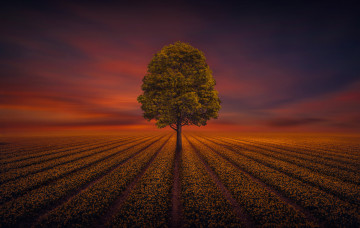 Картинка природа деревья простор