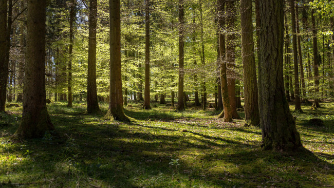 Обои картинки фото природа, лес, деревья
