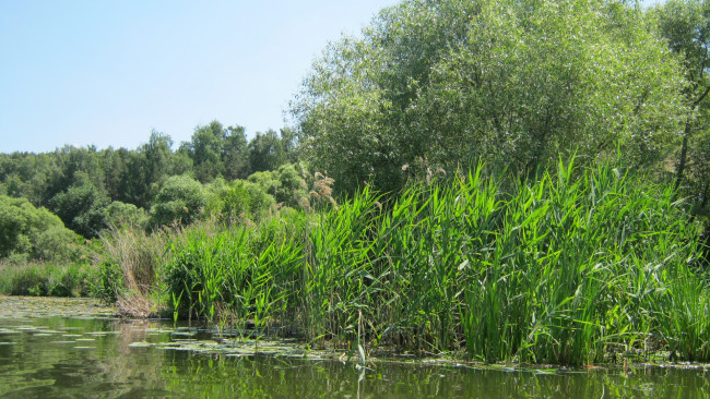 Обои картинки фото природа, реки, озера, кувшинки, камыш, деревья, вода