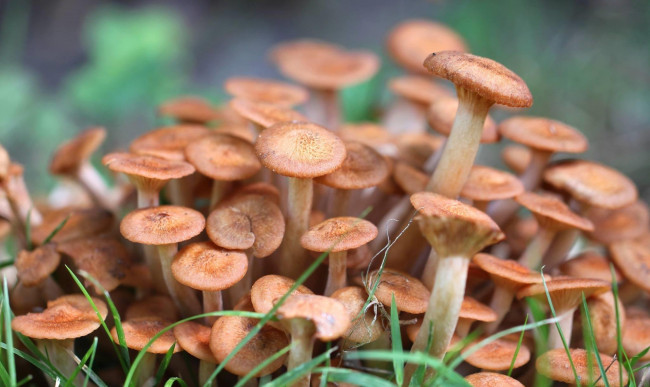 Обои картинки фото природа, грибы, семейка, грибная