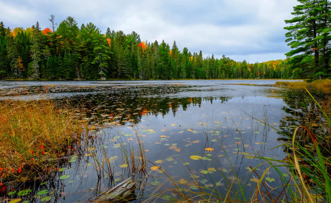 Обои картинки фото природа, реки, озера, река, лес