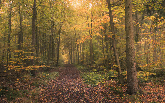 Обои картинки фото природа, лес, деревья