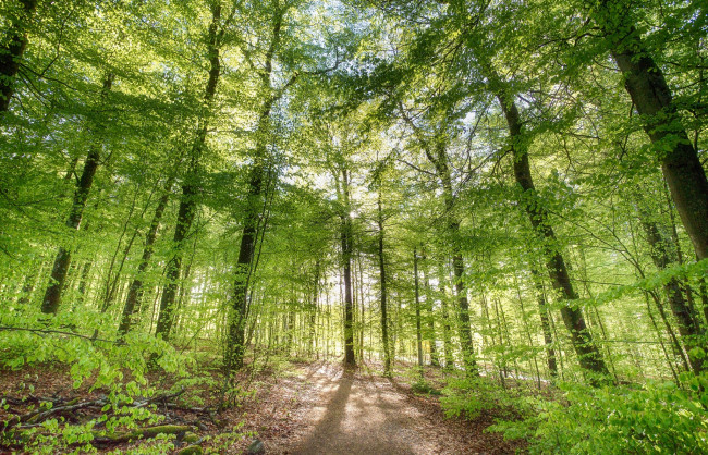 Обои картинки фото природа, лес, деревья