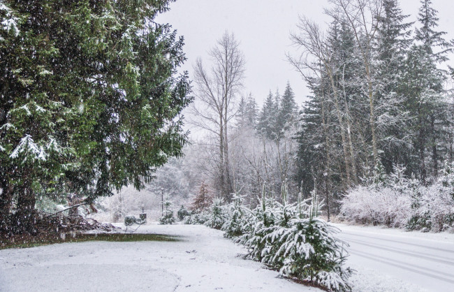 Обои картинки фото природа, зима, снег