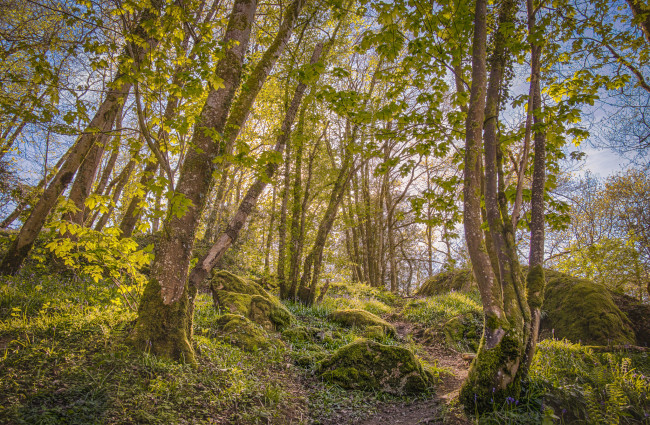 Обои картинки фото природа, лес, деревья