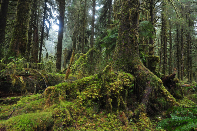 Обои картинки фото природа, лес, деревья