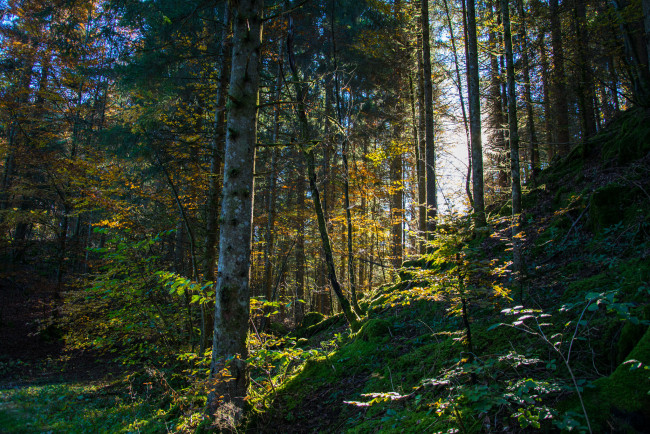 Обои картинки фото природа, лес, деревья